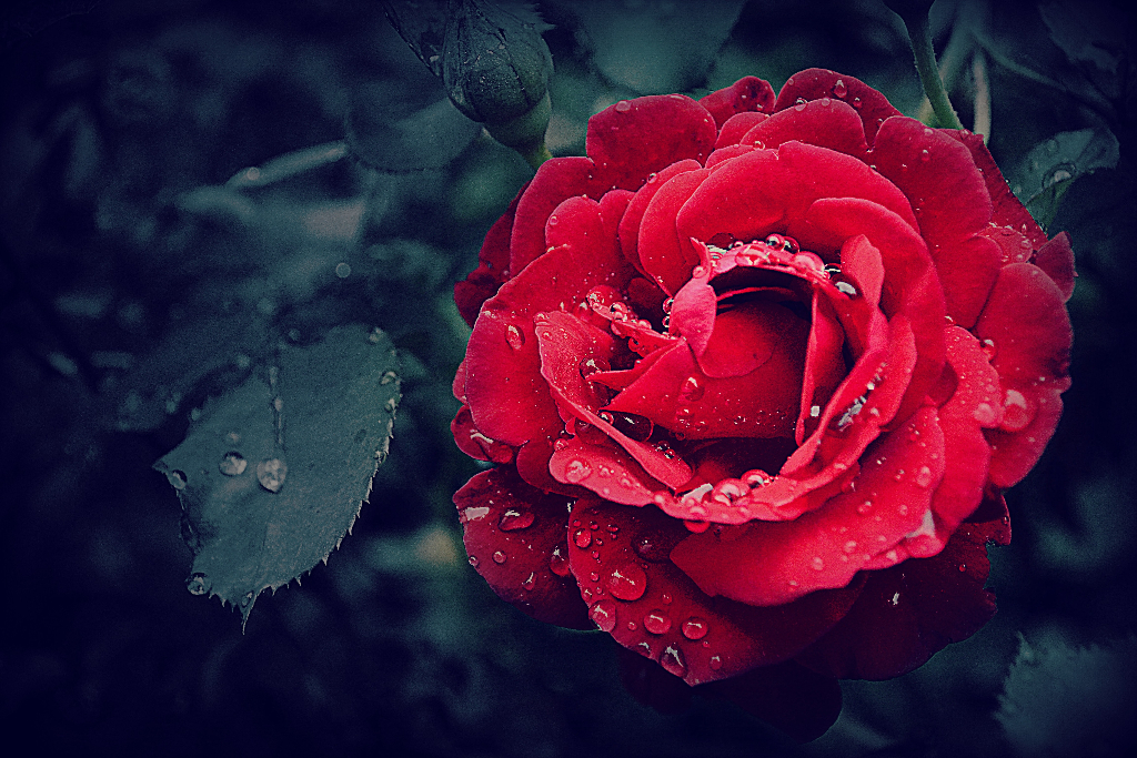 Smelling the Roses