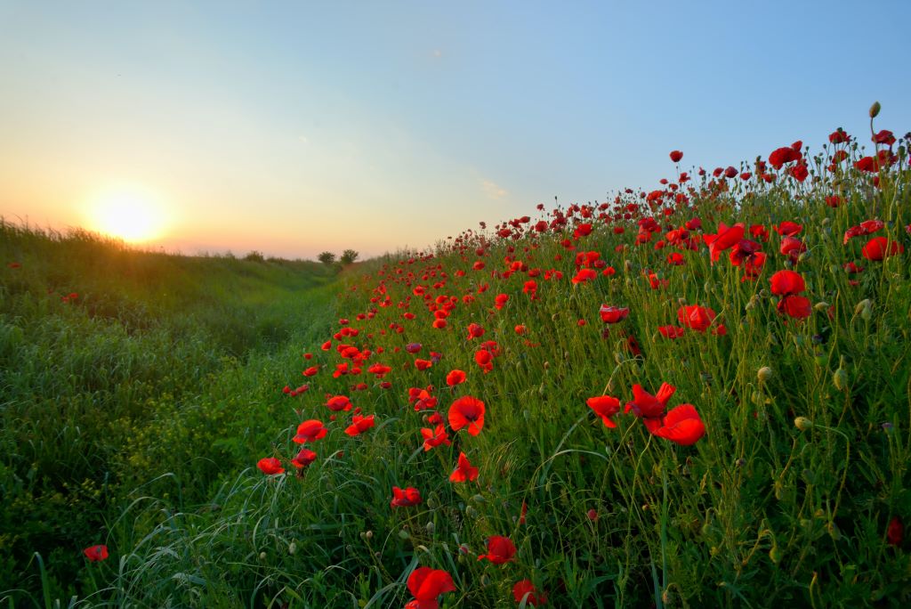 Honoring Our Heroes